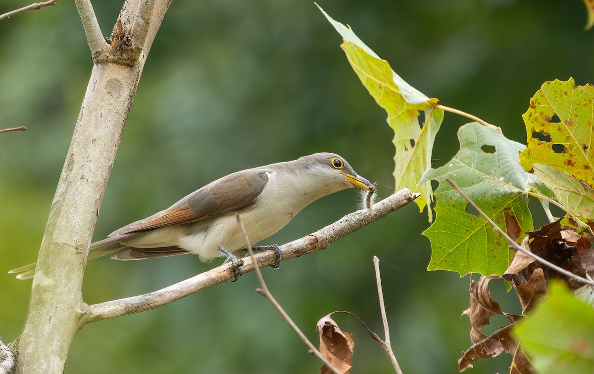Yellow-billed Cuckoo - ML642818177