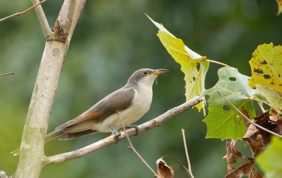 Yellow-billed Cuckoo - ML642818178