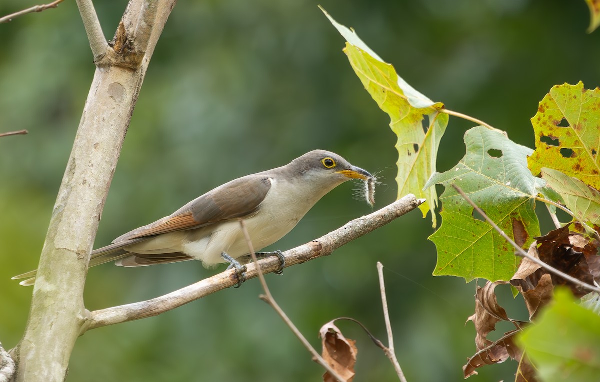 Yellow-billed Cuckoo - ML642818179