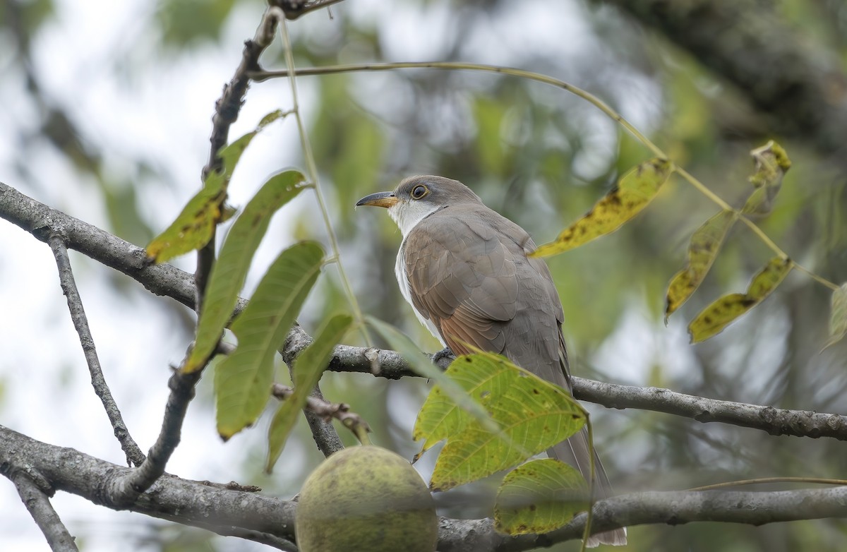 Yellow-billed Cuckoo - ML642818192