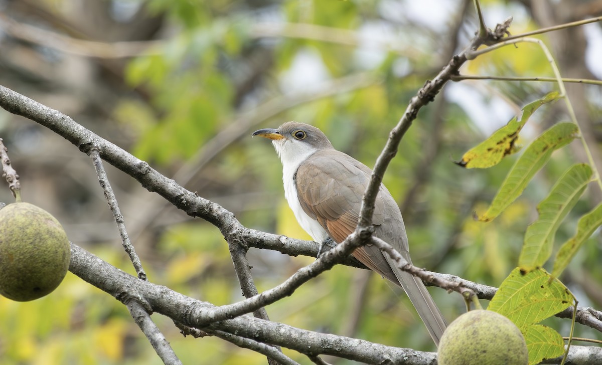 Yellow-billed Cuckoo - ML642818193