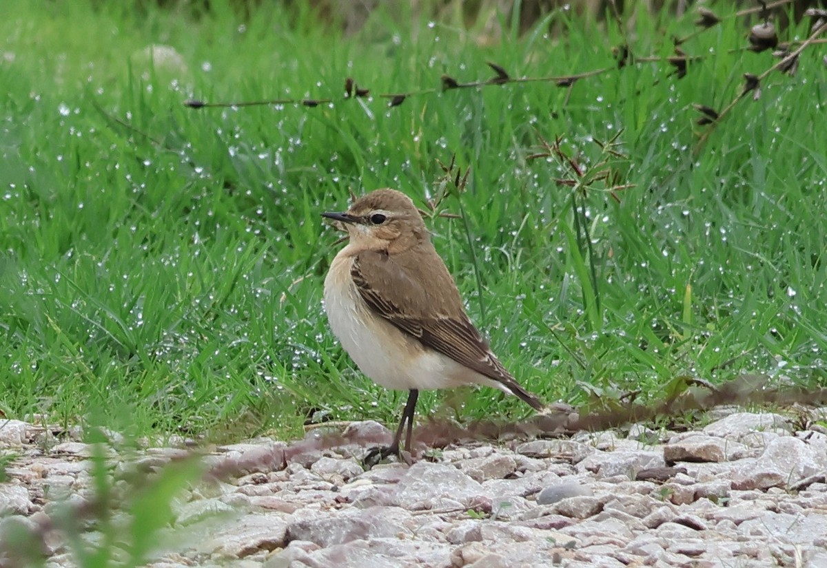 Northern Wheatear - ML642818197