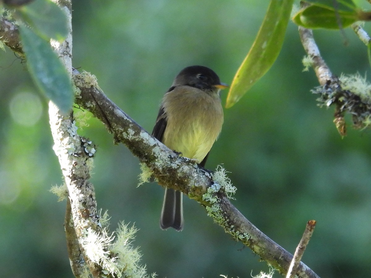 Black-capped Flycatcher - ML642818198