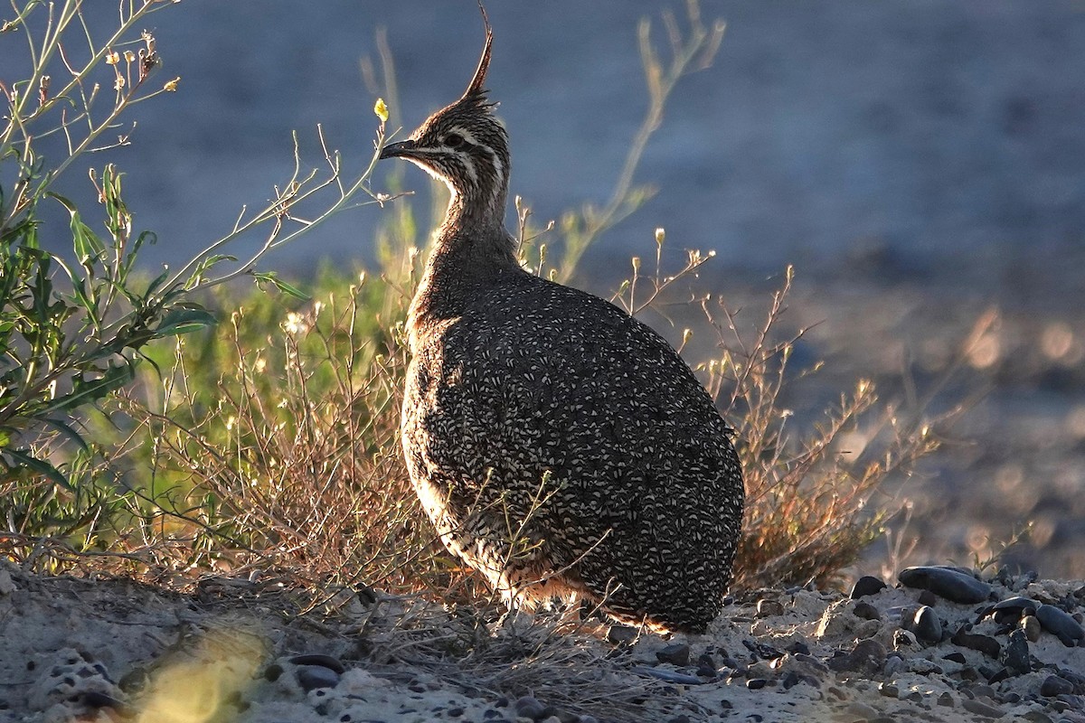 Elegant Crested-Tinamou - ML642818202