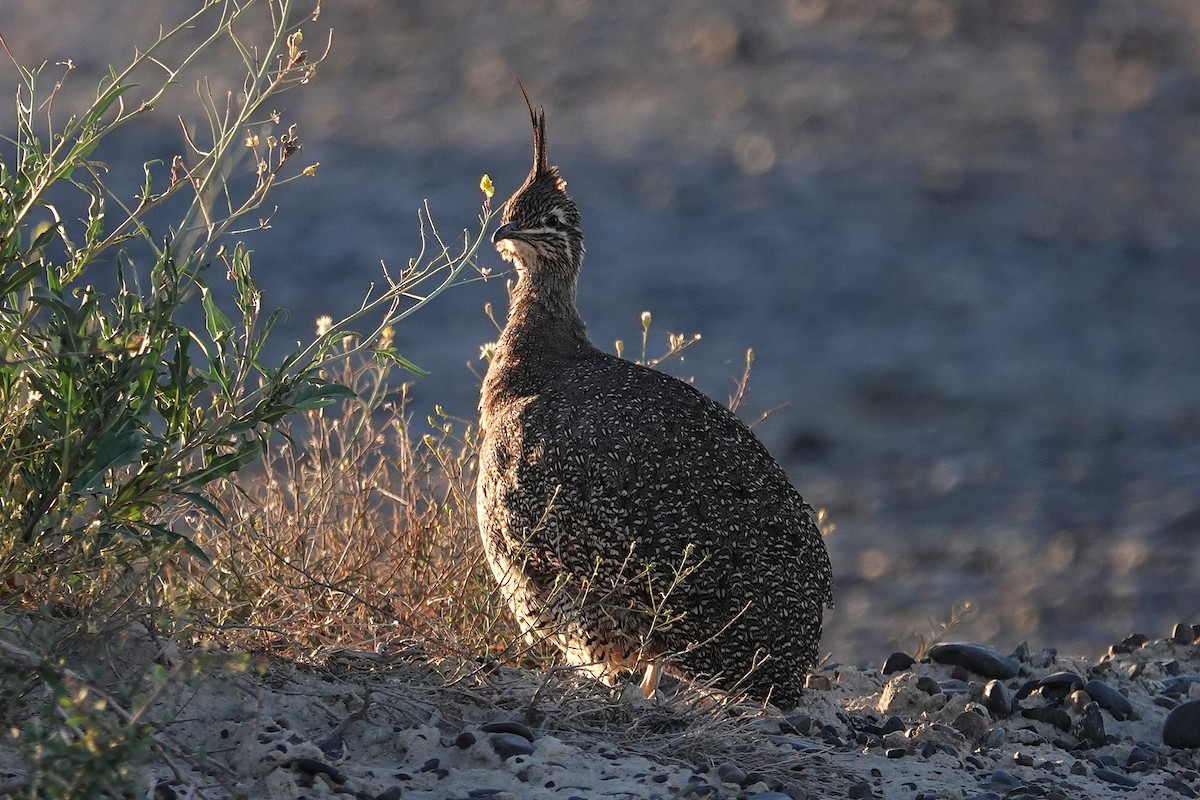 Elegant Crested-Tinamou - ML642818203