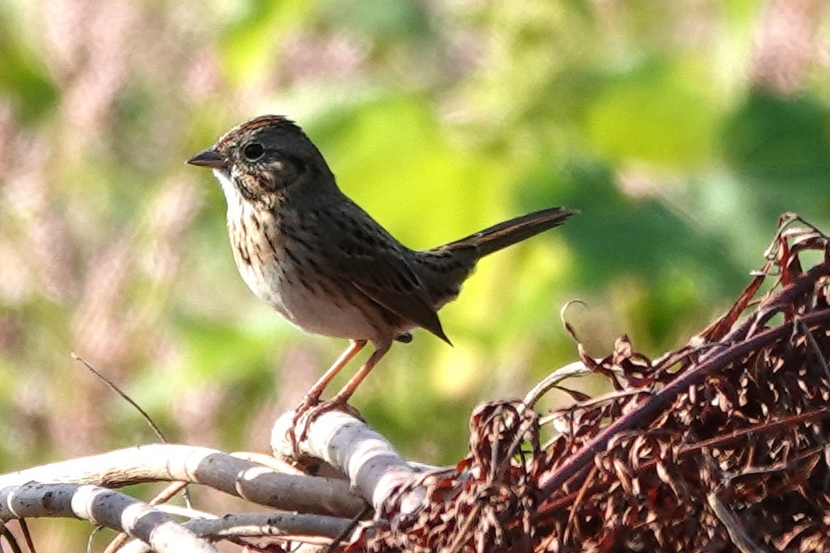 Lincoln's Sparrow - ML642818205