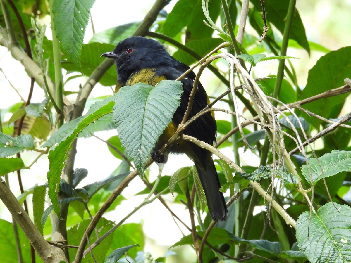 Black-and-yellow Silky-flycatcher - ML642818210