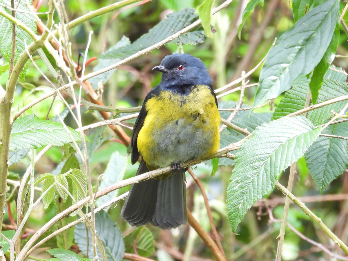 Black-and-yellow Silky-flycatcher - ML642818211