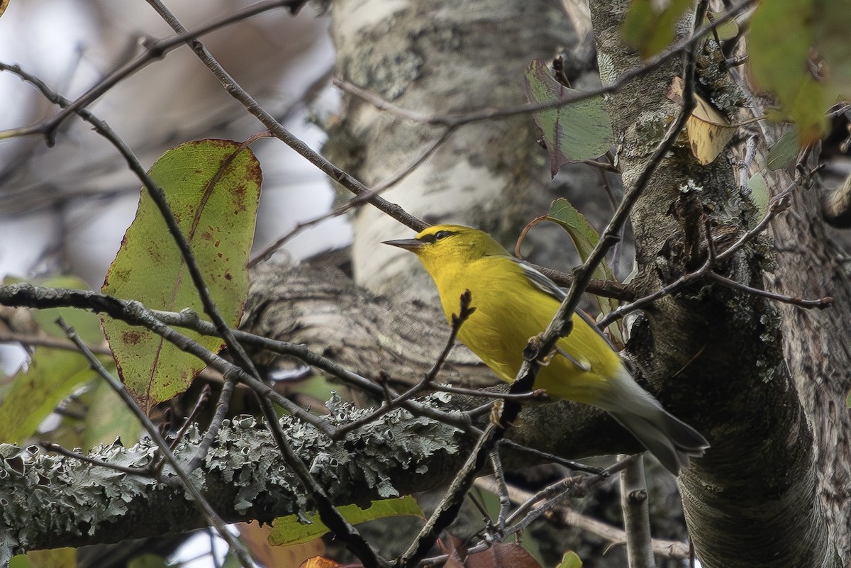 Blue-winged Warbler - ML642818215