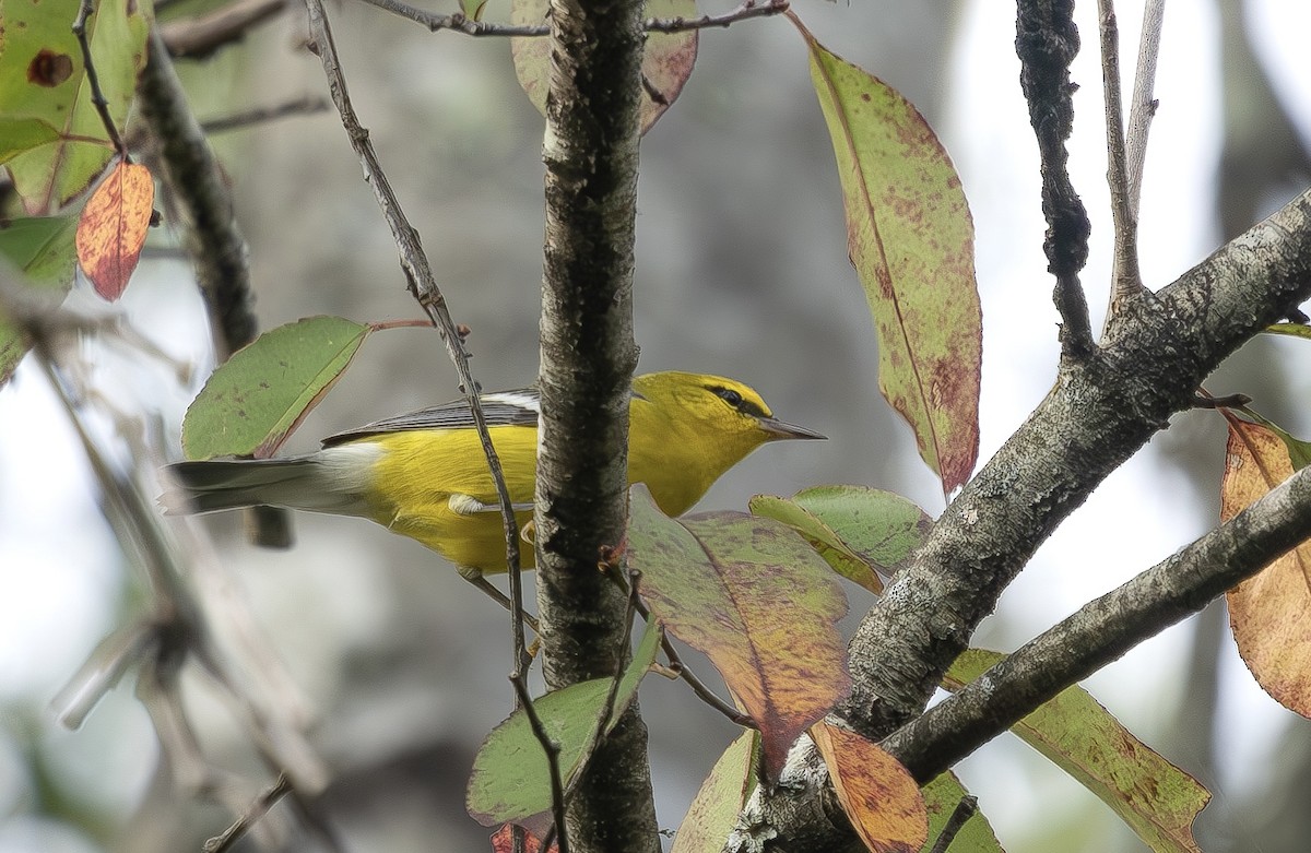 Blue-winged Warbler - ML642818216