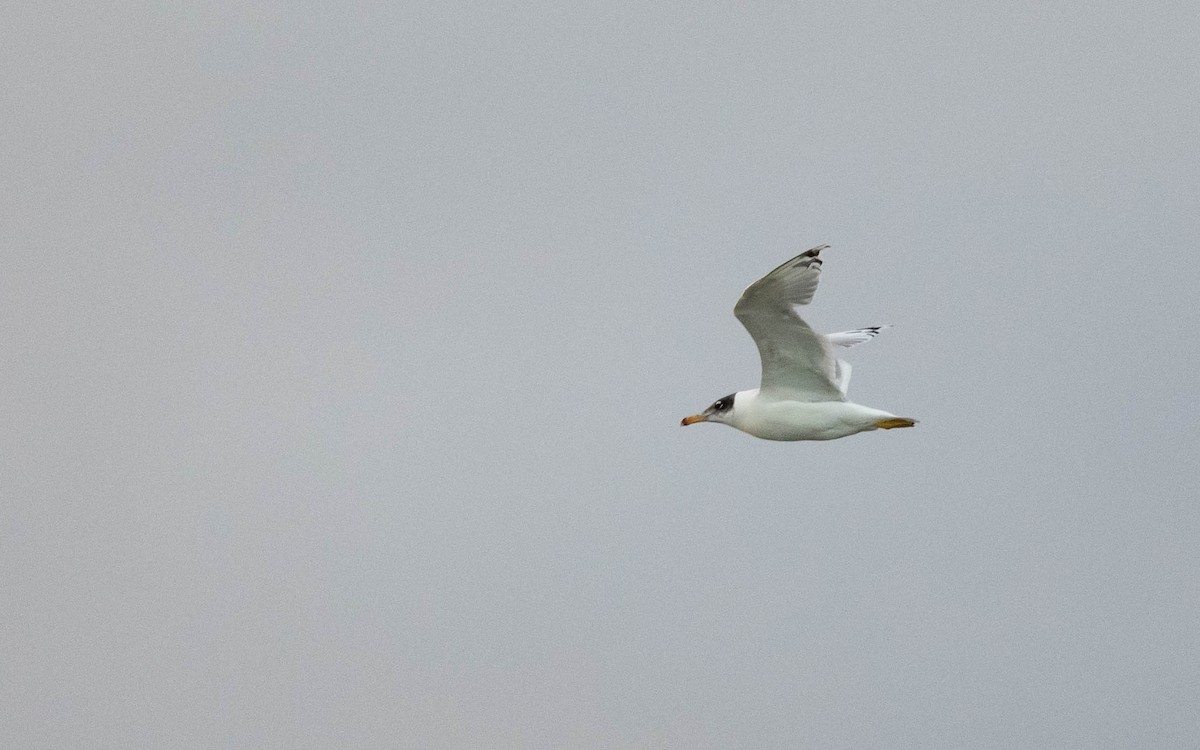 Pallas's Gull - ML642818225