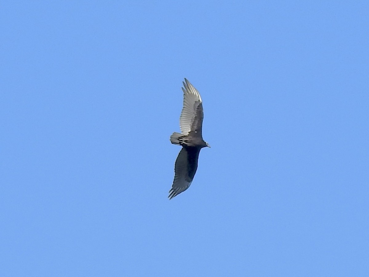Turkey Vulture - ML642818227