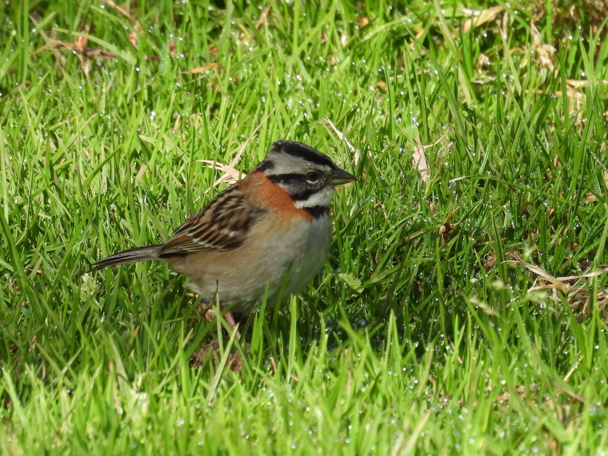 Rufous-collared Sparrow - ML642818231