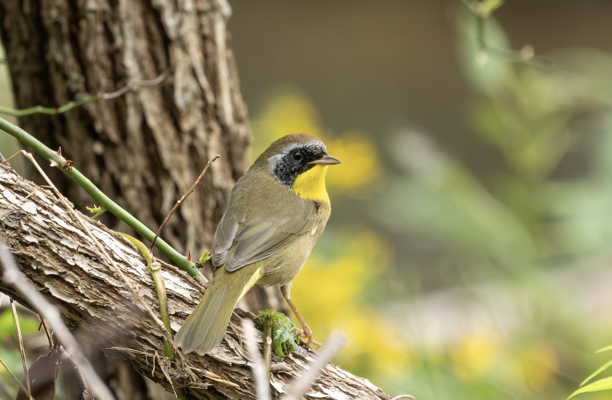Common Yellowthroat - ML642818233