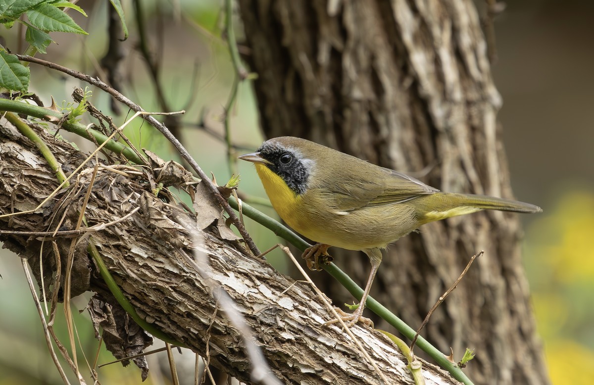 Common Yellowthroat - ML642818234