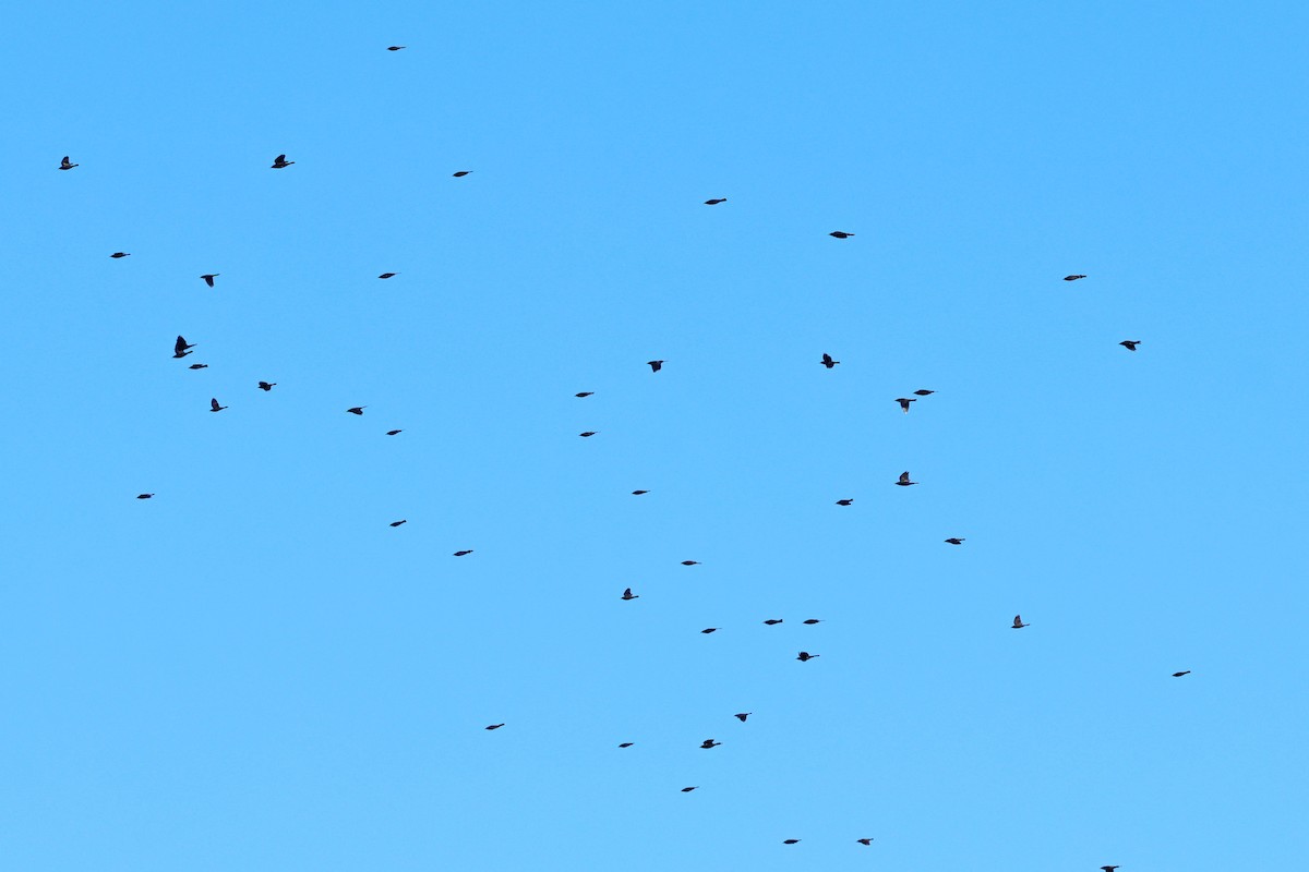 Common Grackle - ML642818245