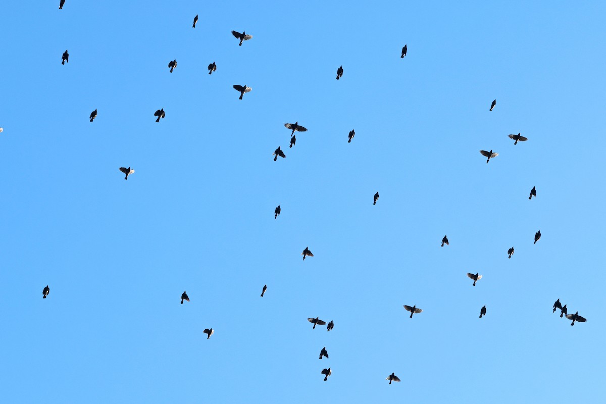 Common Grackle - ML642818247