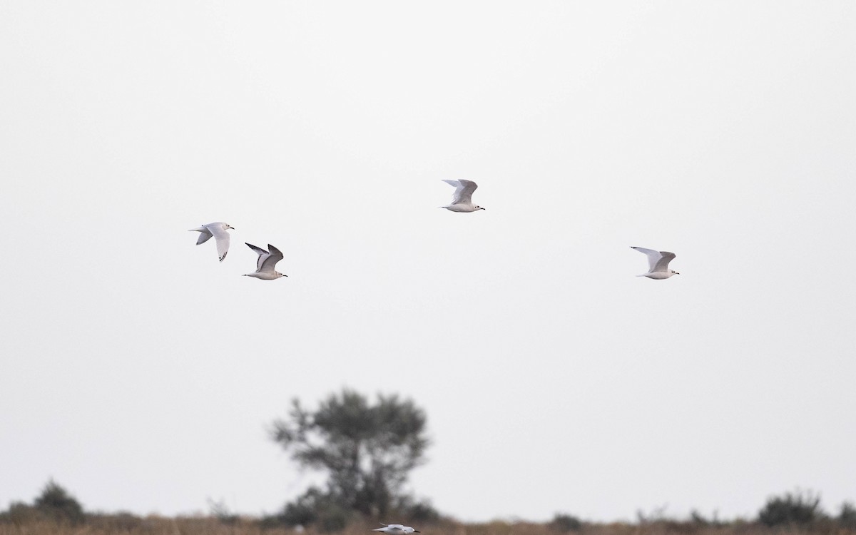 Mediterranean Gull - ML642818254