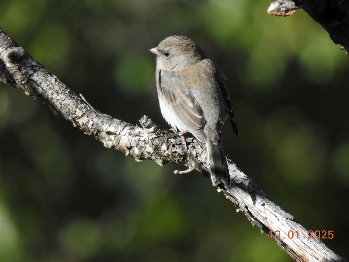 Dark-eyed Junco - ML642818267