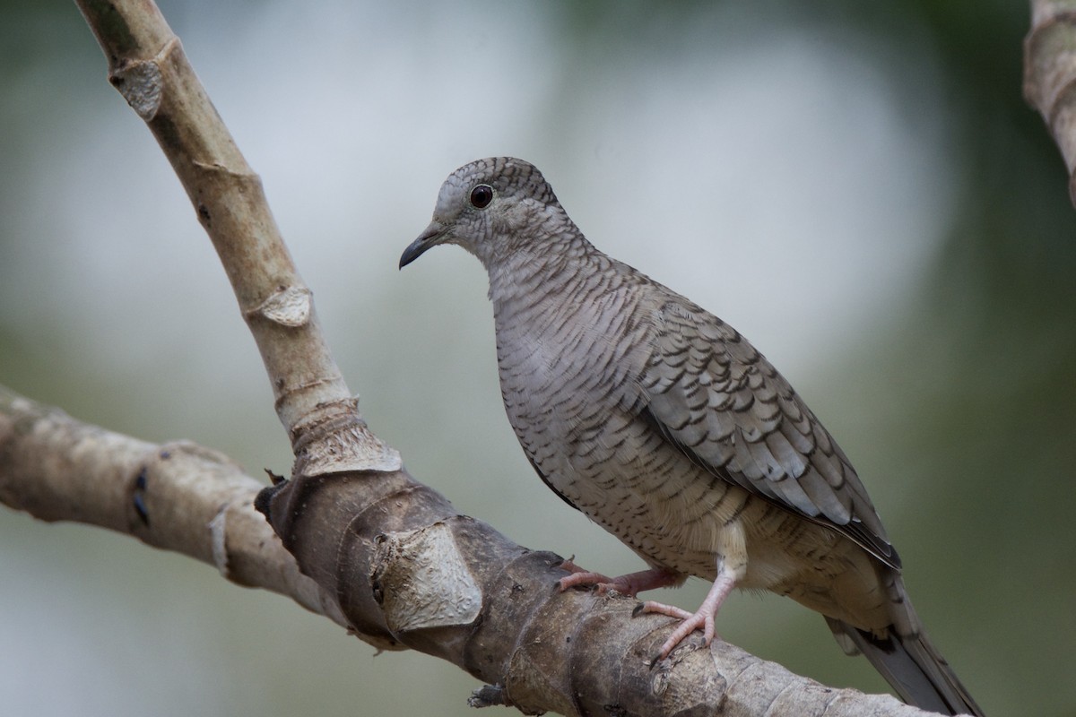 Inca Dove - ML642818271