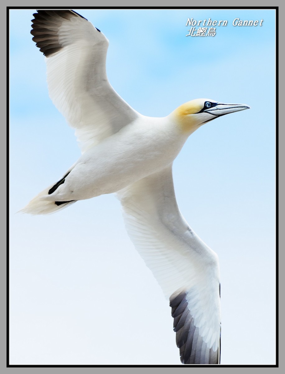 Northern Gannet - ML642818273