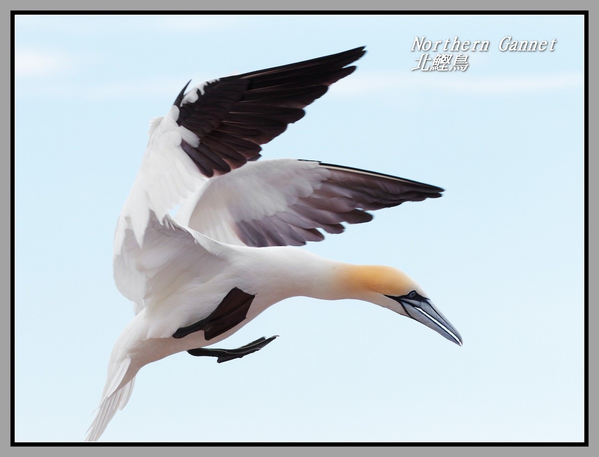 Northern Gannet - ML642818274