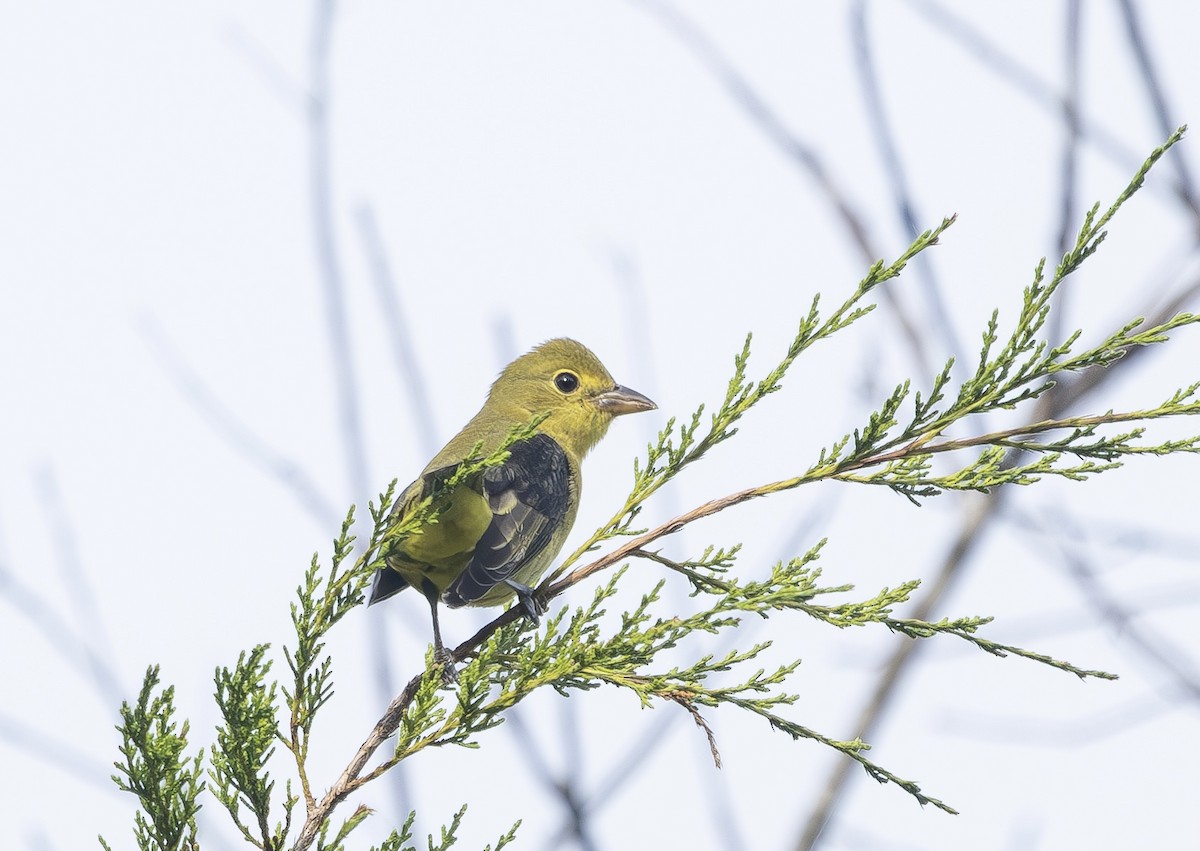 Scarlet Tanager - ML642818275