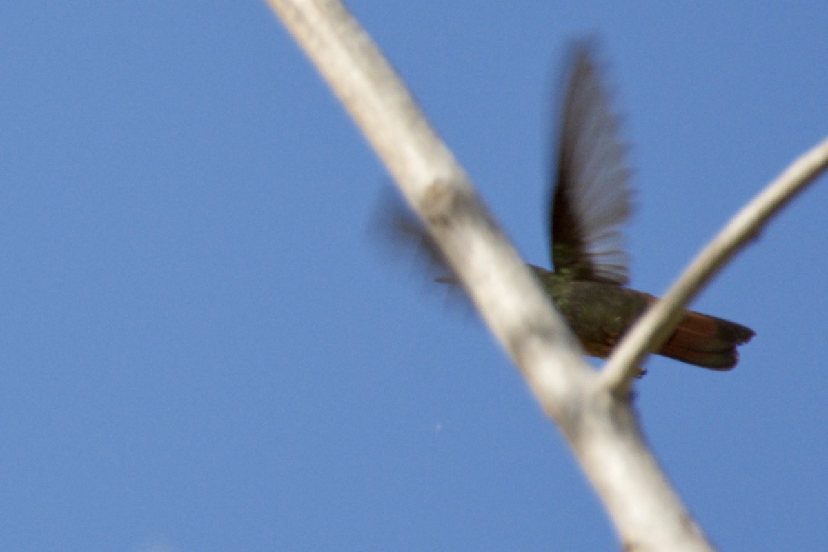 Rufous-tailed Hummingbird - ML642818280