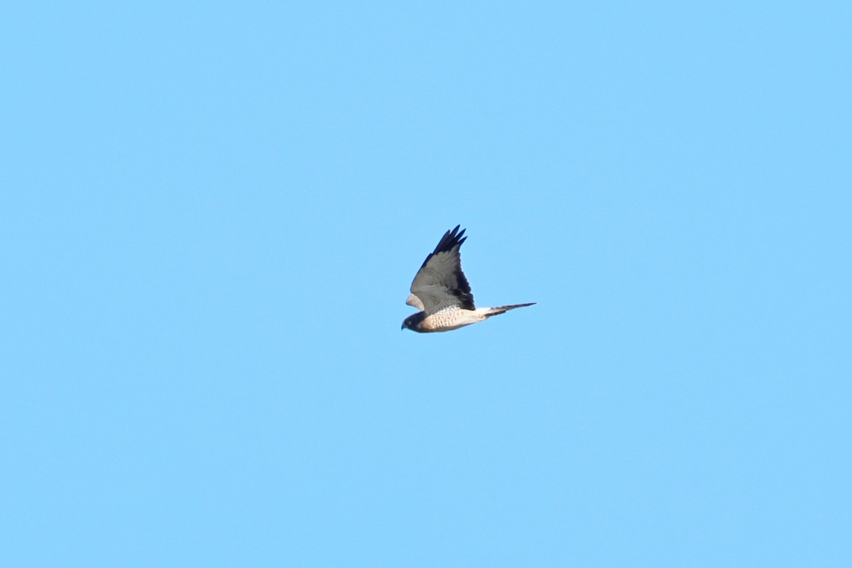 Northern Harrier - ML642818290