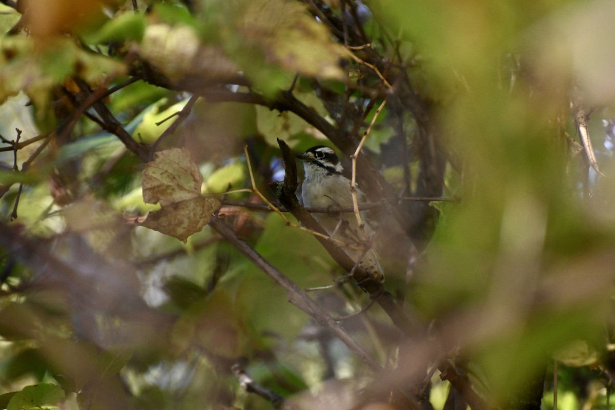Downy Woodpecker - ML642818300