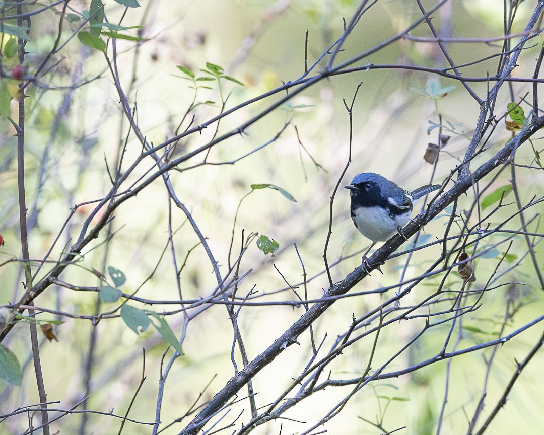 Black-throated Blue Warbler - ML642818301