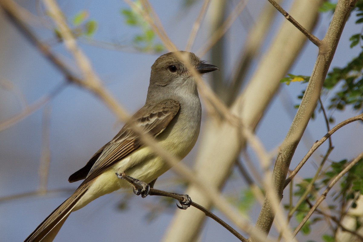 Brown-crested Flycatcher - ML642818304