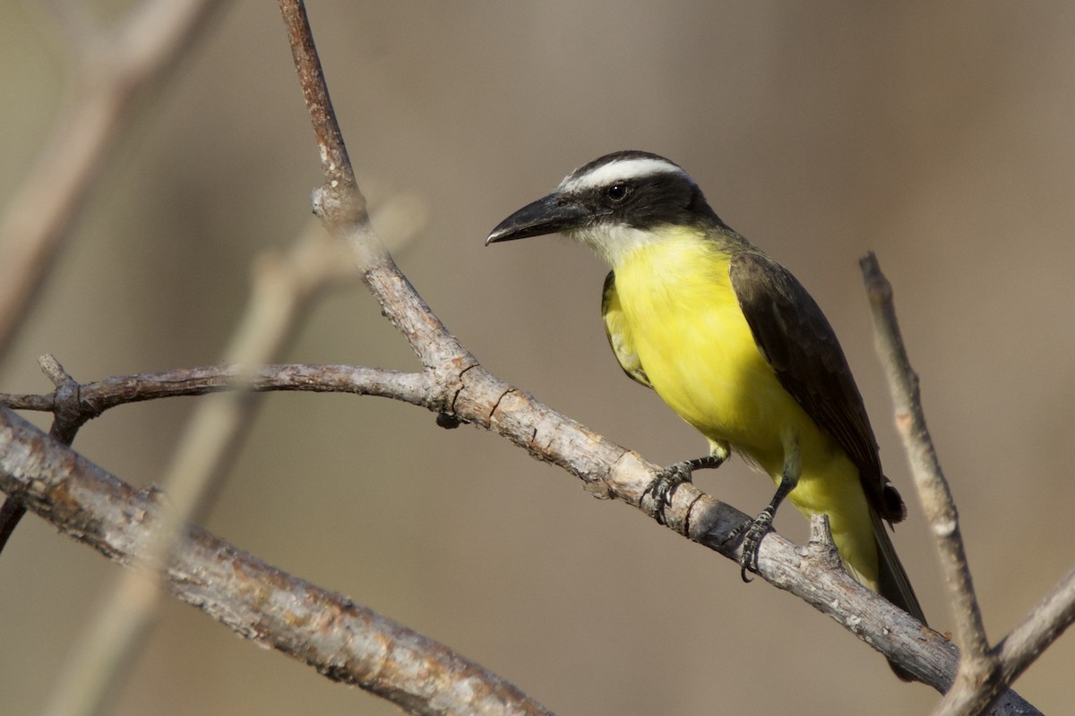 Boat-billed Flycatcher - ML642818307