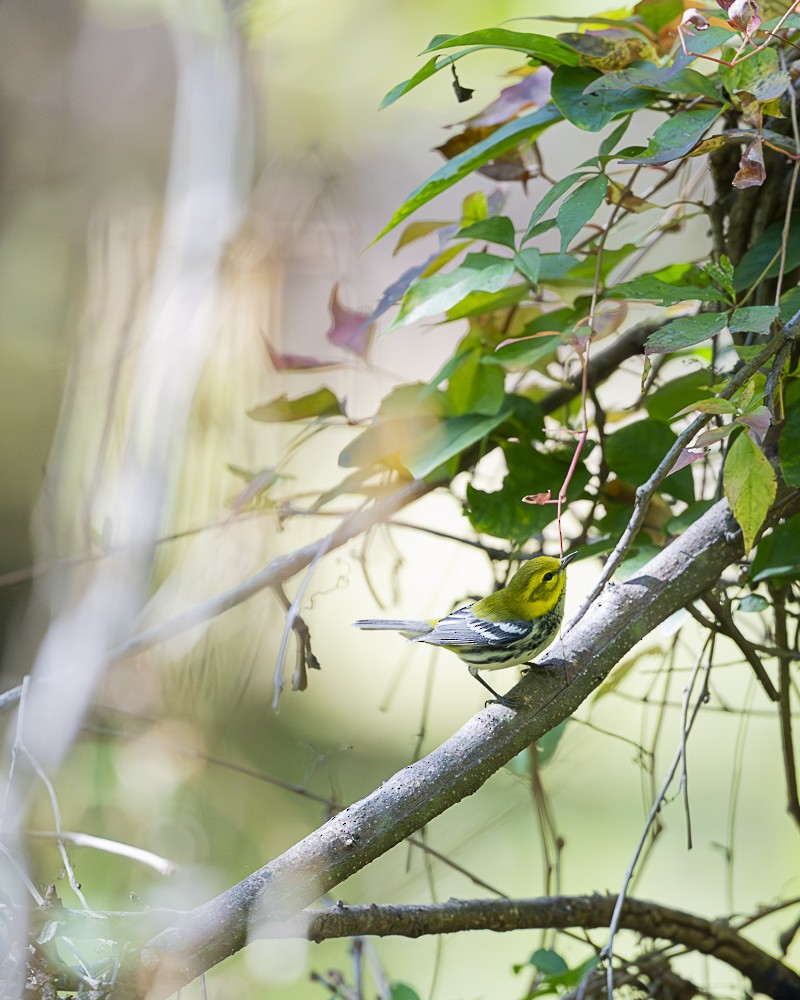 Black-throated Green Warbler - ML642818308