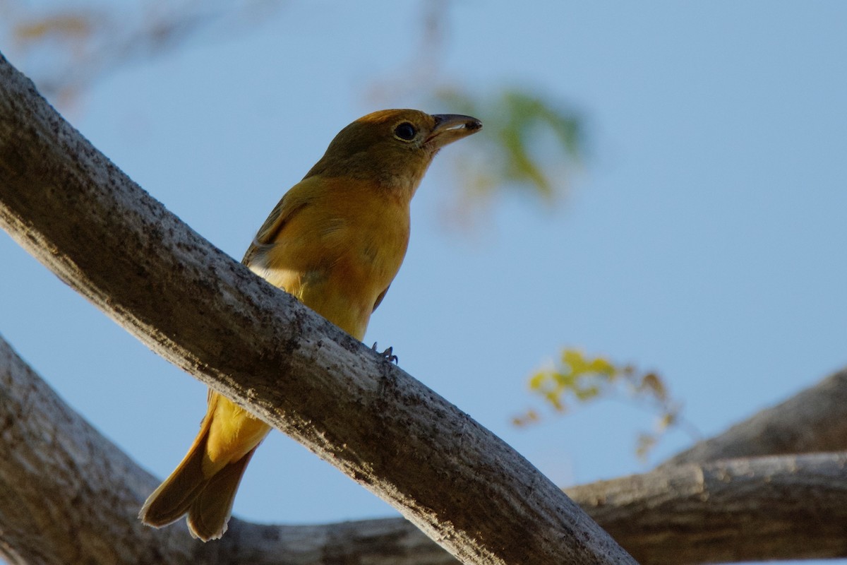 Summer Tanager - ML642818311