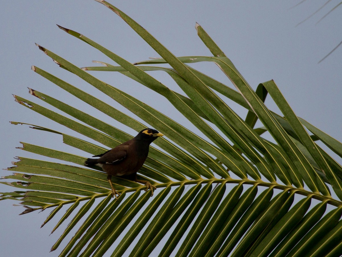 Common Myna - ML642818312