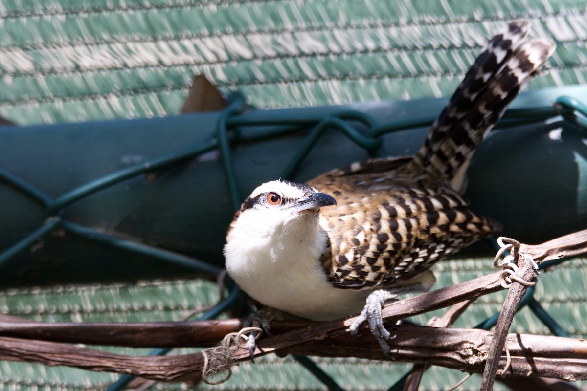 Rufous-backed Wren - ML642818316