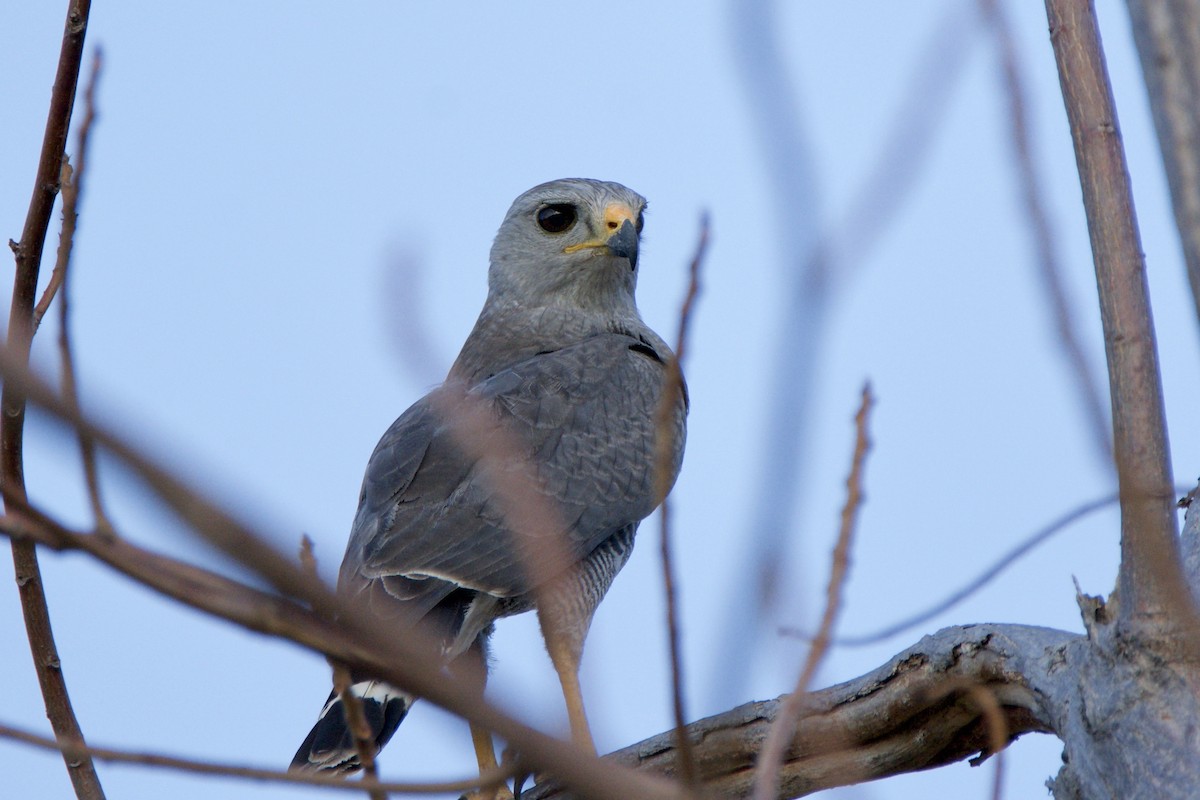 Gray Hawk - ML642818321