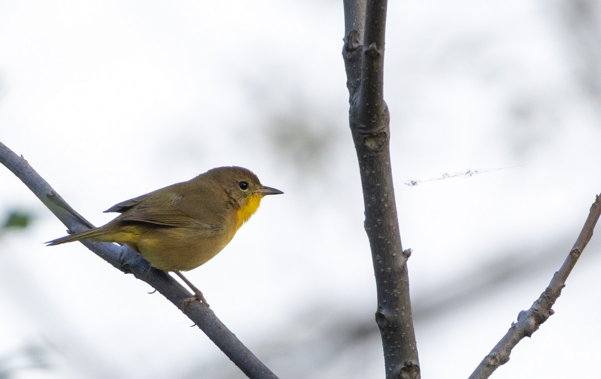 Common Yellowthroat - ML642818329