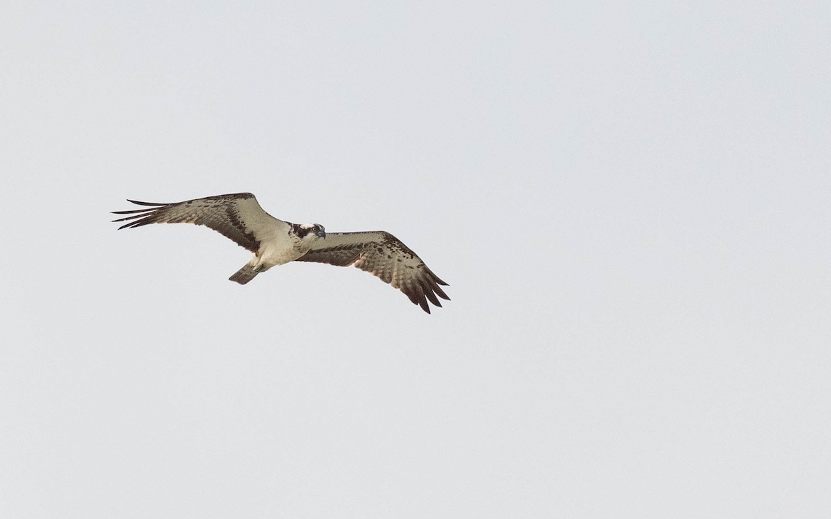 Скопа (haliaetus) - ML642818330