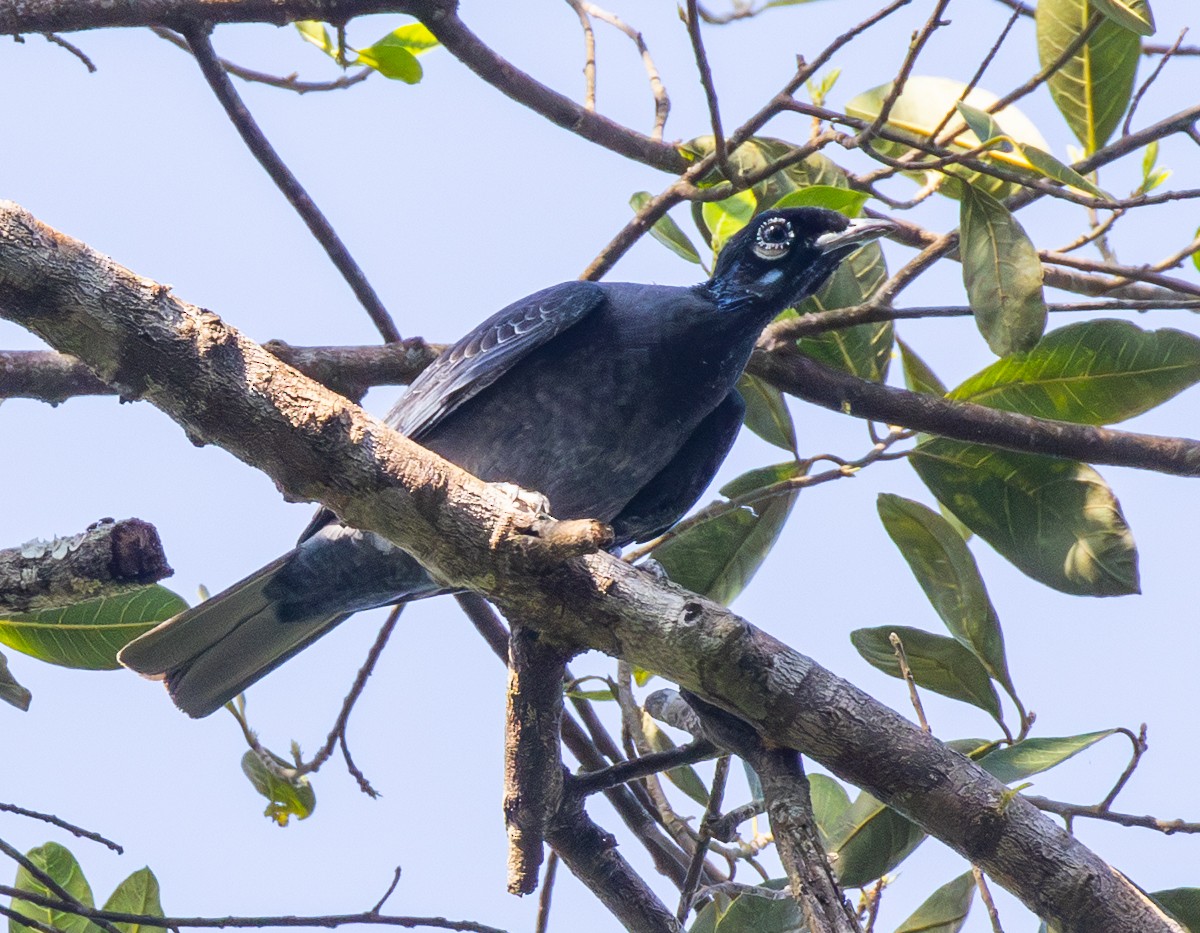 Bare-necked Fruitcrow - ML642818333