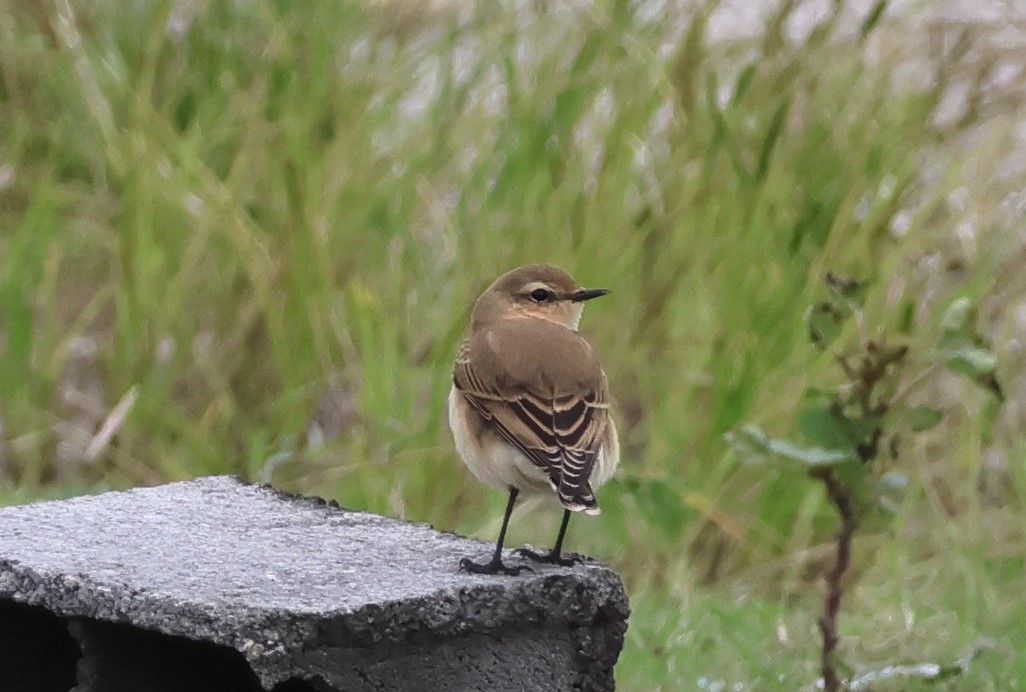 Northern Wheatear - ML642818340