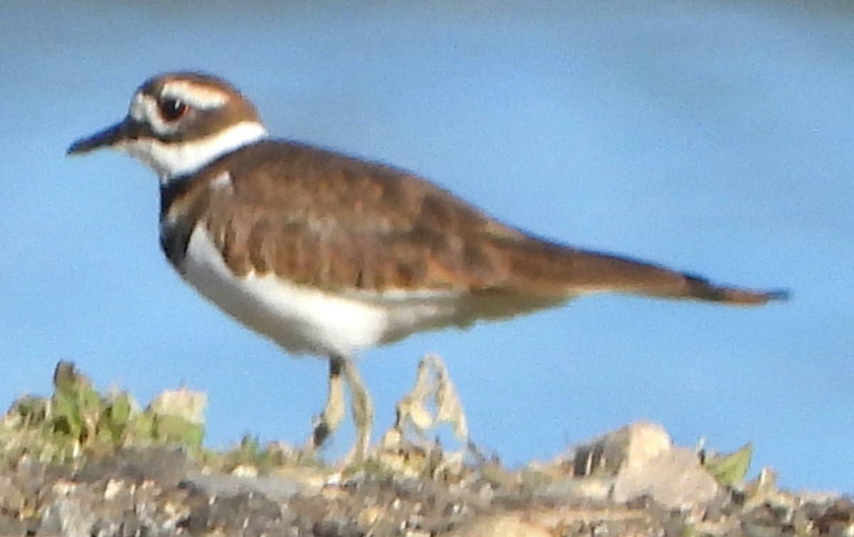 Killdeer - ML642818346