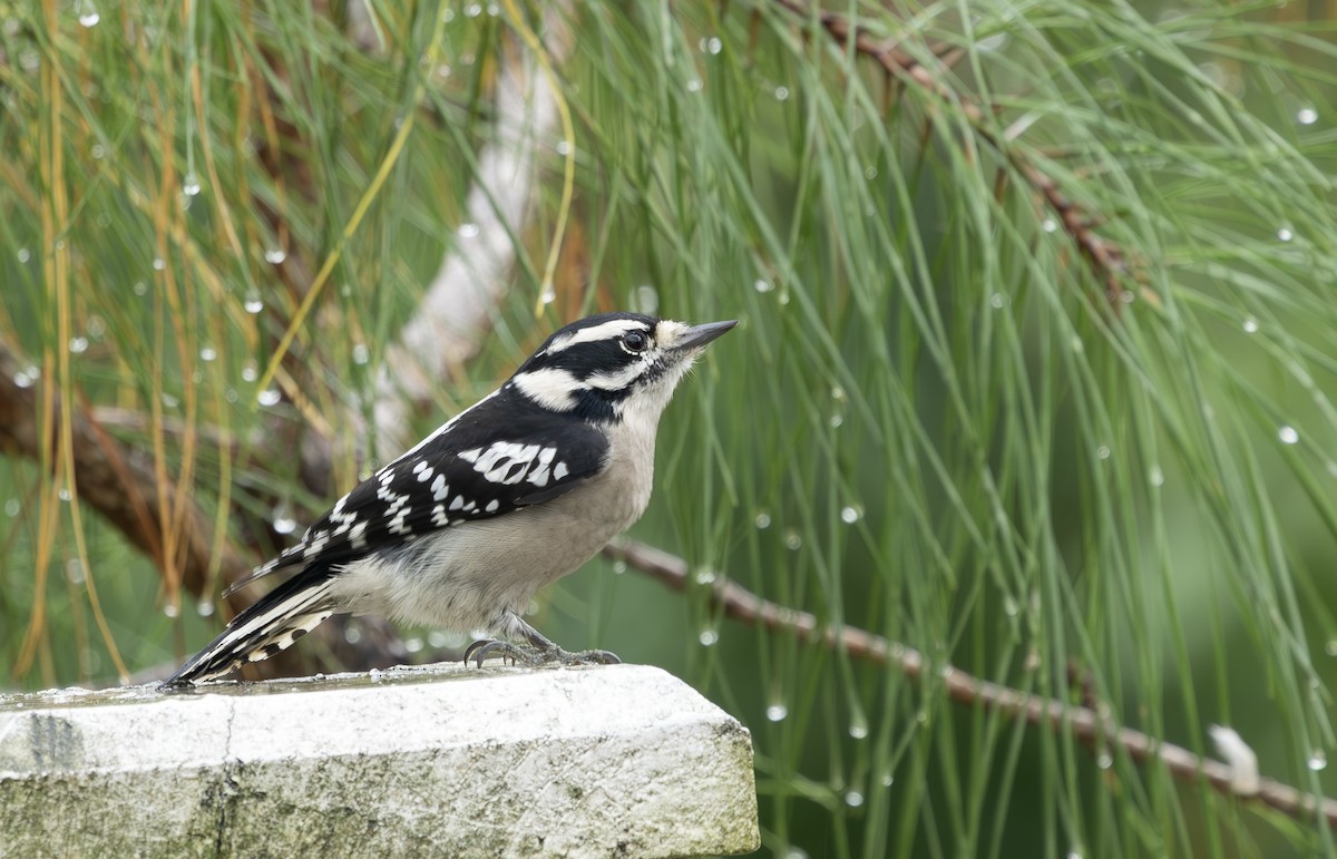 Downy Woodpecker - ML642818347
