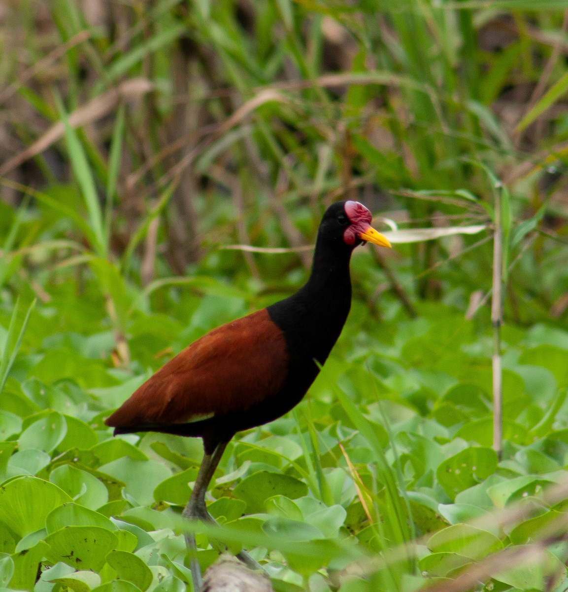 Wattled Jacana - ML642818348