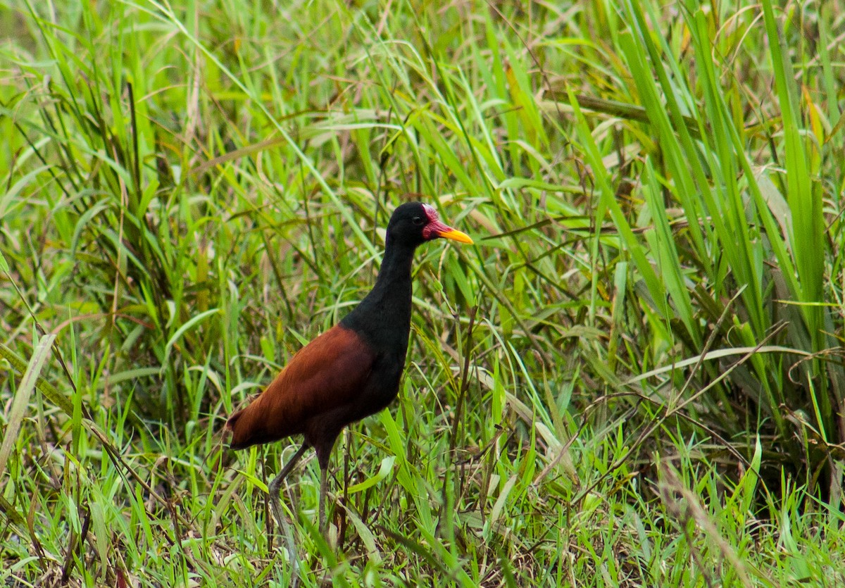 Wattled Jacana - ML642818349