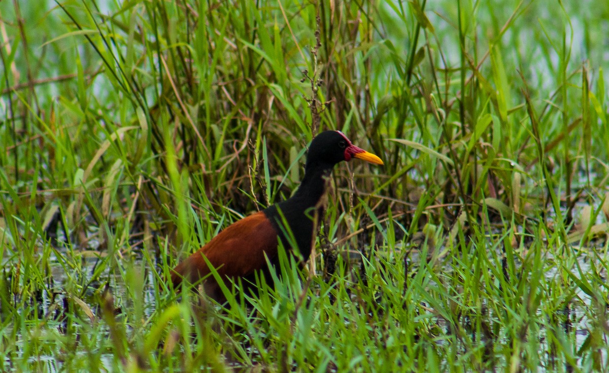 Wattled Jacana - ML642818350