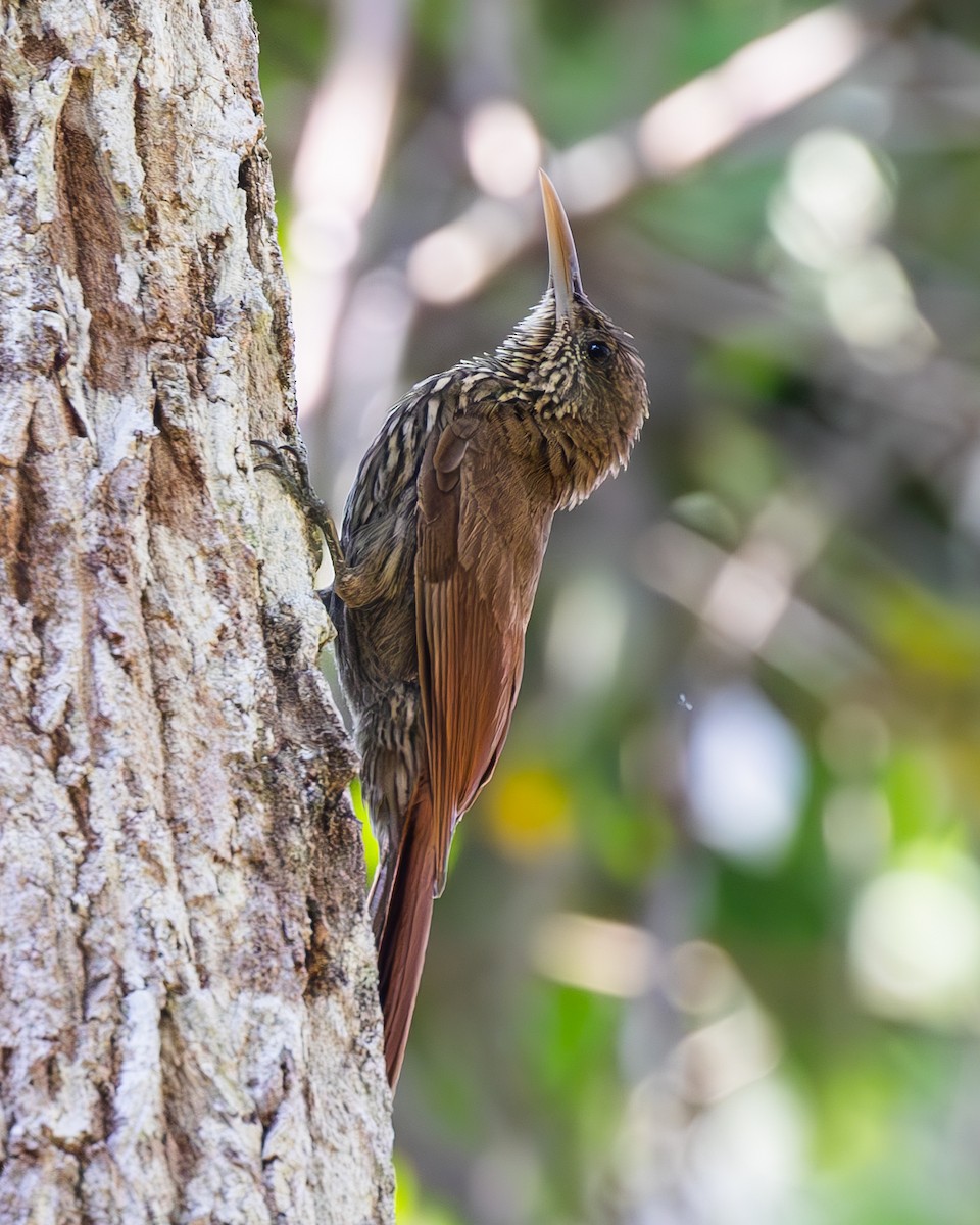 Dusky-capped Woodcreeper - ML642818353