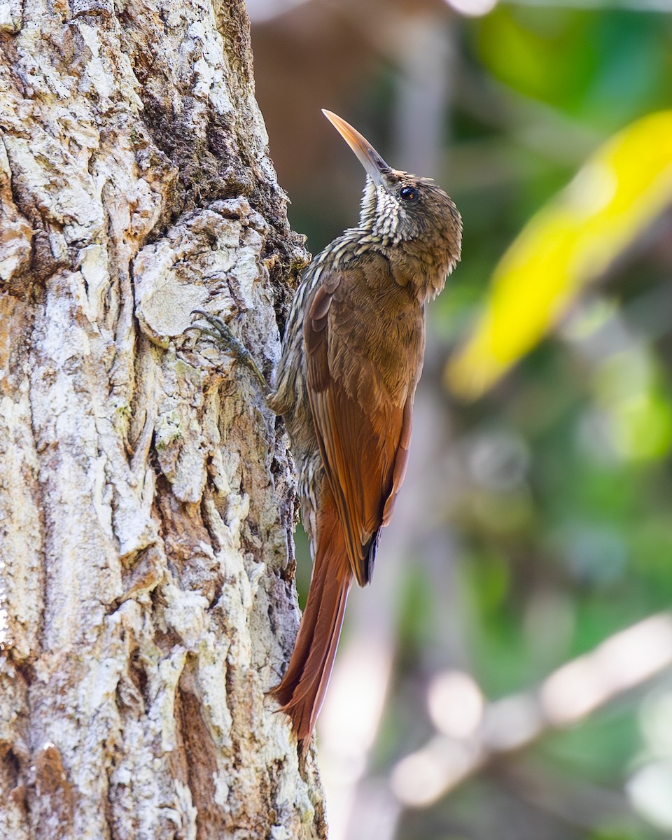 Dusky-capped Woodcreeper - ML642818354