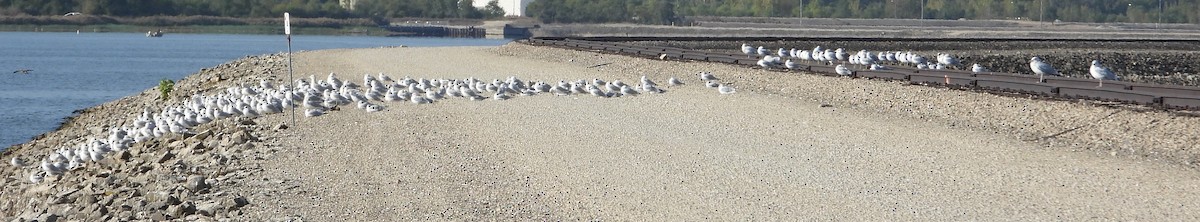 Ring-billed Gull - ML642818358